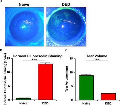 Intravital Multiphoton Microscopy of the Ocular Surface: Alterations in Conventional Dendritic Cell Morphology and Kinetics in Dry Eye Disease